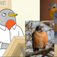 Speckle, an American robin (left) and a European robin (right)